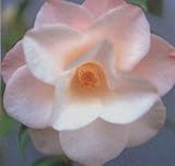 八重 羽衣 12cmポット 1本