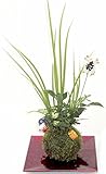 新春苔玉3寸セキショウ
