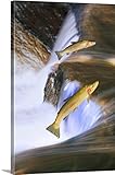 トーマス・Kitchinプレミアムシックラップキャンバス壁アート印刷題名移行SteelheadサーモンLeaping Over Falls、カナダ 32" x 48" 1902710_24_32x48