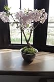 八重桜盆栽で　開花した時は　ピンクの八重桜が楽しめます。