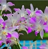 Hydroponic Orchid Seeds,indoor Flowers Bonsai Four Seasons,phalaenopsis Orchids - 20 Seeds Seeds