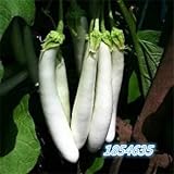 Organic Garden vegetable seeds NON-GMO Organic Tomato Pepper Pumpkin Cucumber Eggplant Carrot Corn M