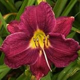 芳香あり！繰り返し咲きヘメロカリス ‘ハムレット’苗　１株