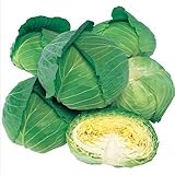 キャベツ 種 【 彩風 】 小袋(2000粒) （ 種 野菜 野菜種子 野菜種 ）