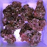 良質！！ライブロック 1kg 量り売り 海水魚