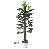 人工樹木 スプリットフィロ 立ち木（H175cm）　1本〈販促品・装飾品〉