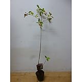 ジューンベリー 樹高0.5m前後 15cmポット 春に白い花が咲き、６月ごろ実がなります。 苗木 植木 苗 庭木 生け垣