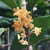 キンモクセイ（金木犀）：四季咲き5号ポット[春～秋にかけて断続的に開花する珍しい品種] ノーブランド品