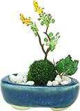 プラッツ THE BONSAI 1/12 小判寄せ植え【紺】 完成品 BONN07
