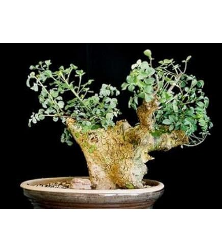 04 フラワー・ガーデニング 6月入荷 ボスウェリア ナナ 種子10粒