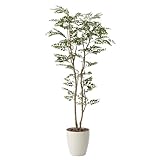 グリーン／観葉植物 トネリコ　toneriko tonerico 室内 イミテーショングリーン 人工 造花 植物 大型　光触媒 おしゃれ グリーン 癒し ギフト プレゼント 消臭 抗菌 防菌