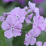 [ 日本桜草 ] 大明錦