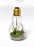 観葉植物　電球テラリウム　アーテフィシャルフラワー　エアプランツ　チランジア　ガラス　フェイクグリーン　緑　造花