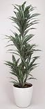 光触媒観葉植物 ﾜｰﾈｯｷｰ 147A300