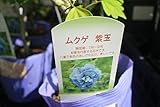 【庭木苗】　ムクゲ　紫玉　5寸苗　【送料込価格】