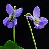 ニオイスミレ：コルンバイン3～3.5号ポット 2株セット ノーブランド品