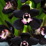 free ship 40 seeds Unique Black Cymbidium Faberi Flower Seeds Garden Flower Seeds Flowering Plants O