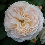 バラ苗 ジャルダンドゥレソンヌ　国産大苗デルバールオリジナル角鉢6号 四季咲き中輪 複色系 フレンチローズ（デルバール）