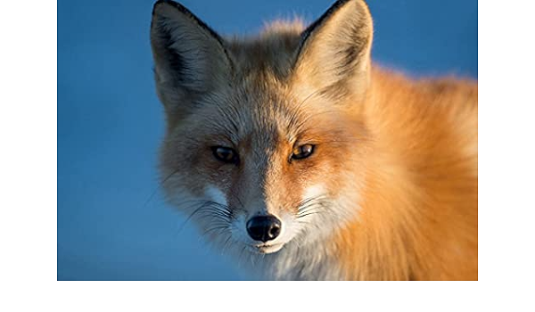 Amazon Co Jp A0 特大 ポスター キツネの赤い銃口 壁紙ウォールステッカーポスター A0 11x841mm Generic