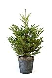 ／ディープブルー鉢カバー付】クリスマスツリー　もみの木（100cm以上）8号鉢
