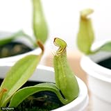 (食虫植物)ウツボカズラ ネペンテス ダイエリアナ 3号(1ポット) [生体]