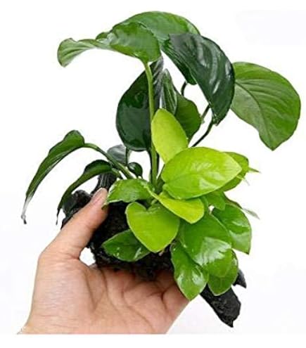 Amazon.co.jp: （水草）アヌビアスナナ ゴールデン 流木付 L
