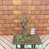 花芽いっぱい、寒梅　8号鉢(20×29cm) 白梅：月影