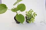 園芸農家から新鮮な苗を届けます。　ハイドロカルチャー苗　寄せ植えセット6Φ【ウンベラータ×プミラ】　水だけで育つので育てやすいのが特徴