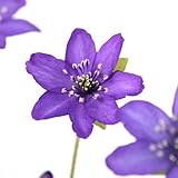 (山野草)ユキワリソウ(雪割草) 紫花 標準花(雪割草)3号(1ポット) [生体]