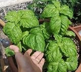 レタス　バジル 250粒