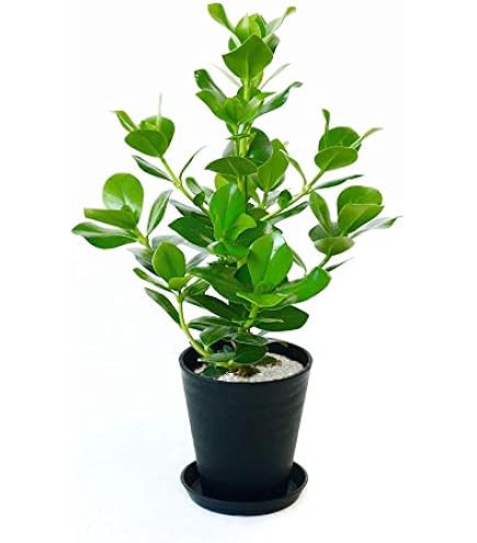 Amazon.co.jp: 美濃 笠原鉢 江戸初期 古美術 古道具 アンティーク 鉢