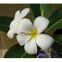 Aoshima White シンガポールハイブリッド　プルメリア Aoshima White シンガポールハイブリッドプルメリア