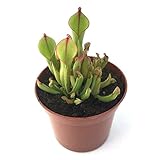食虫植物　Heliamphora heterodoxa x minor（ヘリアンフォラ　ヘテロドグサ x ミノール）8.5㎝茶鉢