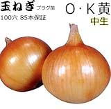 タマネギ 苗 ＯＫ黄 【 たまねぎ 苗 プラグ100穴（１００本）】 玉葱 ８５本保証