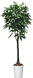 コクヨ　人工植物〈アイレストグリーン〉　パキラ　高さ1400mm