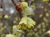 【1年間枯れ保証】【春に花が咲く木】トサミズキ　0.5m