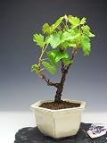 【バーゲン・セール】盆栽　一才山ブドウの鉢植え盆栽　実が終わり剪定をおこないました