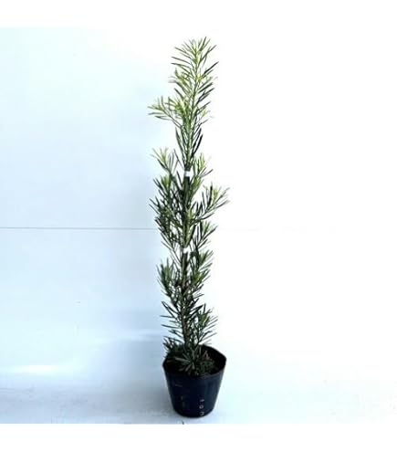 Amazon | 庭木：槙（ラカンマキ）* H：約100cm 佐川急便 | 植木