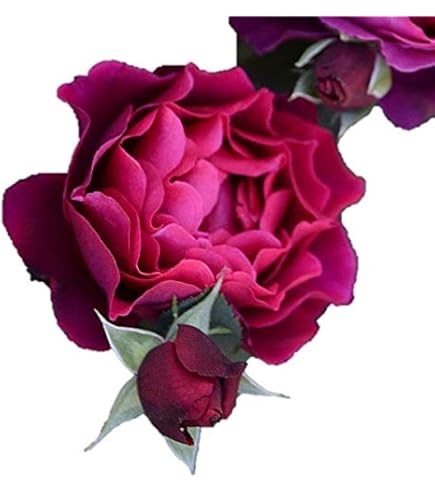 Amazon.co.jp: ［ ルクソール 6号鉢 大苗 予約 ］ 鉢植え バラ 薔薇