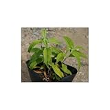 ブッドレア 5号ポット