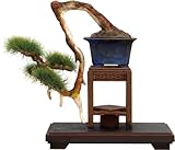 プラッツ 1/12 ザ・盆栽 参 プラモデル BON-03