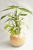 【業界初!!!!　純国産ひのきを使用した観葉植物。お部屋に広がるひのきの香りで癒しの空間に。】　ハイドロカルチャー　観葉植物　寄せ植え3種　バブルボール15　ひのき