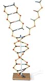 DNA - RNA 模型 組立キット