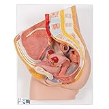 3B Scientific H10 女性骨盤 2パーツ - 3B スマートアナトミー