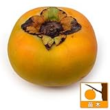 [大果の完全甘柿・11月上旬収穫の人気品種]カキ（柿）：たいしゅう（太秋）4～5号ポット[苗木] ノーブランド品