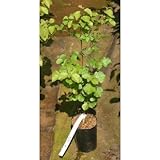 ガマズミ 4号ポット