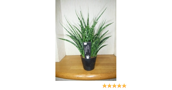 Amazon サンセベリア ファーンウッド ミカド サンスベリア 鉢