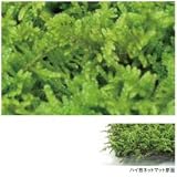 オンリーワン　植栽　コケ・ハイ苔（ネットマット）　HE3-K404