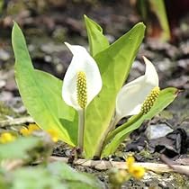 82000円値引き！超細密肉筆植物画・ミズバショウ(水芭蕉) 予約商品：2/24以降発送】水芭蕉(ミズバショウ) 花苗 4号 2023年