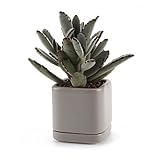 T4U 7.5CM 陶器鉢 カメオブラウンシリーズ スクエア 多肉植物 サボテン鉢 フラワーポット プランター容器 受け皿付き グレー